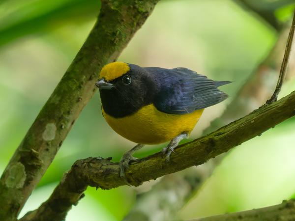 Vuurbuikorganist (Euphonia xanthogaster)